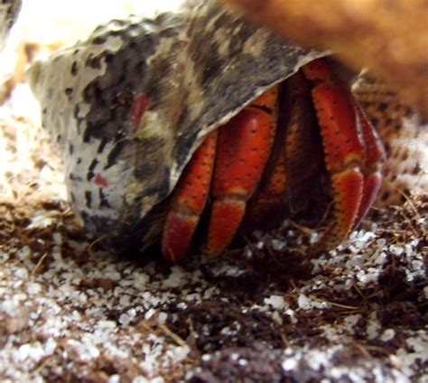 How to Choose Hermit Crab Shells: The Best Sizes and Shapes | PetHelpful