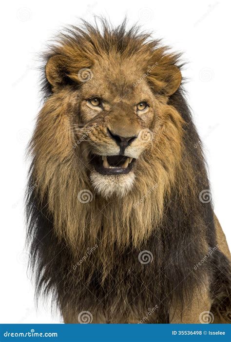 Close-up Of A Lion Roaring, Panthera Leo, 10 Years Old, Isolated Stock Photo - Image: 35536498