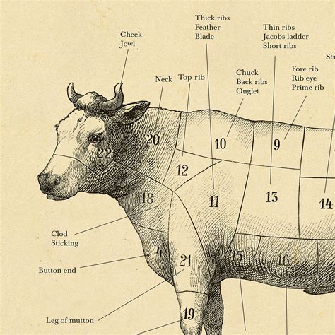 Butchering Beef Cuts Chart | Images and Photos finder