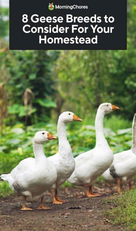 8 Goose Breeds to Consider For Your Homestead