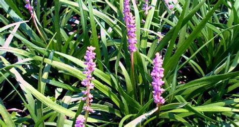 Grass Liriope ‘Big Blue’ | Gossett's Landscape Nursery