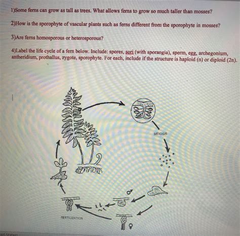 Solved 1)Some ferns can grow as tall as trees. What allows | Chegg.com