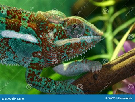 Colorful Lizards | Amazing Wallpapers