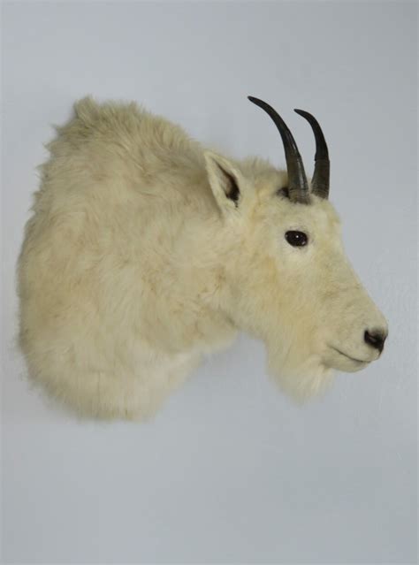 Mountain Goat taxidermy for sale. O-121G – Mounts For Sale