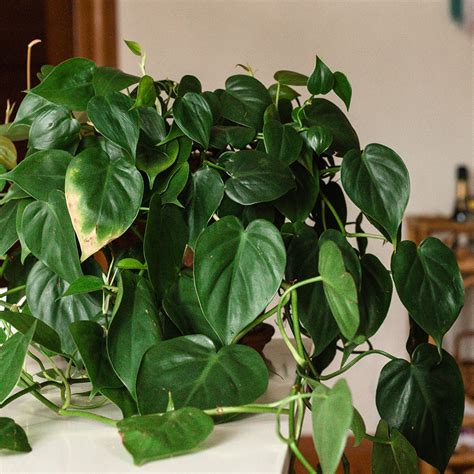 Best Low Maintenance Plants for Inside Your Home – Emilie Eats