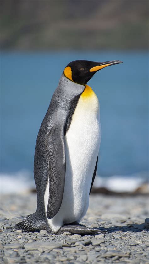 King Penguin | Penguins, King penguin, Penguin pictures