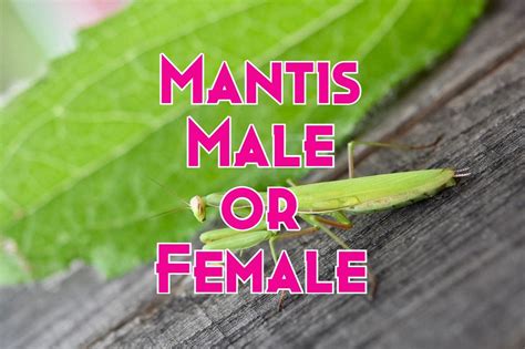 Praying Mantis Gender: How to Identify Male or Female