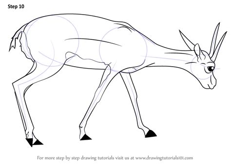 Step by Step How to Draw a Gazelle : DrawingTutorials101.com