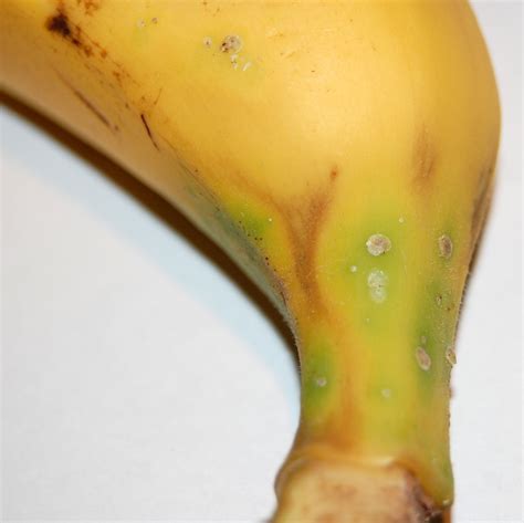 Banana | Diseases and Pests, Description, Uses, Propagation