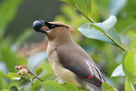 What Do Cedar Waxwings Eat and How to Attract Them - Birds and Blooms