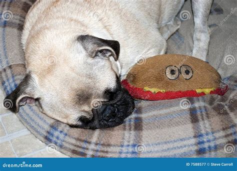 Sleeping Pug Puppy stock image. Image of canine, puppy - 7588577