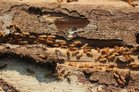 A Guide to Selling a House with Termite Damage in Texas