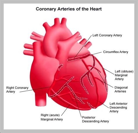 circumflex artery – Graph Diagram