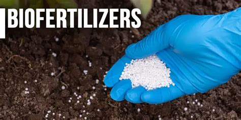 Biofertilizers - Types, Advantage and Disadvantage