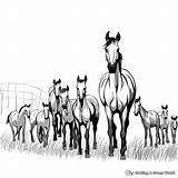 Herd Of Horses Coloring Pages  Free & Printable sketch template
