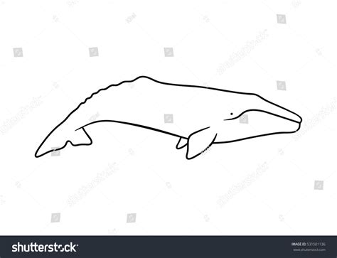 Silhouette Gray Whale Vector Illustration Isolated Stock Vector ...