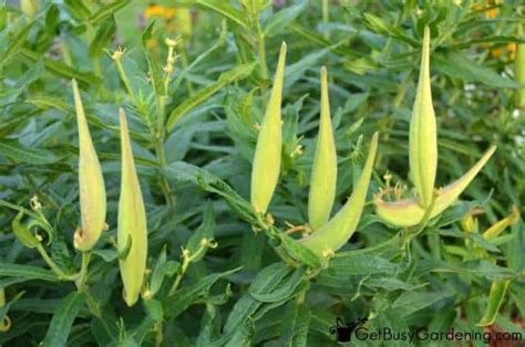 How To Harvest Butterfly Weed Seeds - Get Busy Gardening