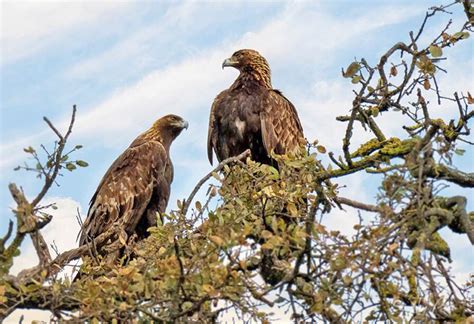 All About Nesting Golden Eagles - Avian Report