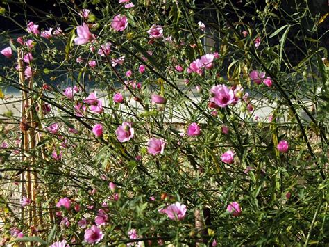 Althaea cannabina | Garden inspiration, Dry garden, Garden plants