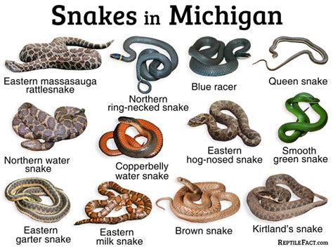 List of Common Types of Snakes Found in Michigan | Types of snake, Poisonous snakes, Kinds of snakes