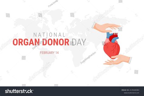 National Organ Donor Day Human Heart Stock Vector (Royalty Free ...