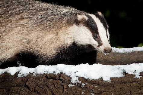 EUROPEAN BADGER: Everything You Need To Know!