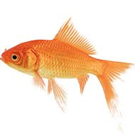Aquarium Supplies & Products - Shop Fish Products| PETstock | Petstock.com.au