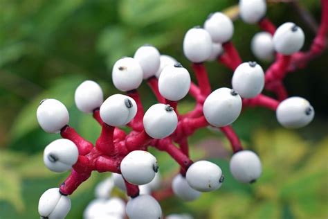 Baneberry Information: Growing White Baneberry Doll's Eye Plants