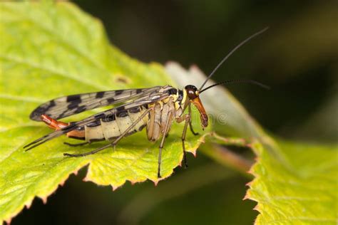 Mecoptera in the Nature Habitat. Stock Photo - Image of nectar, closeup ...