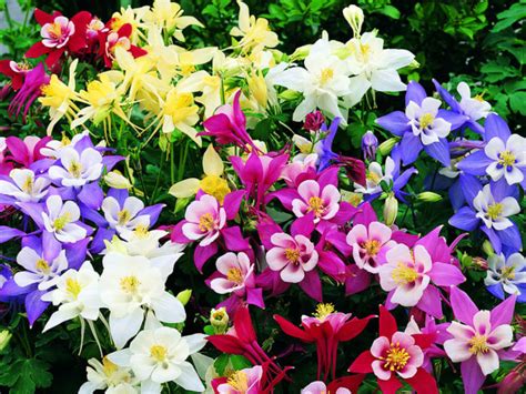 How to Grow and Care for Columbine Plants - World of Flowering Plants