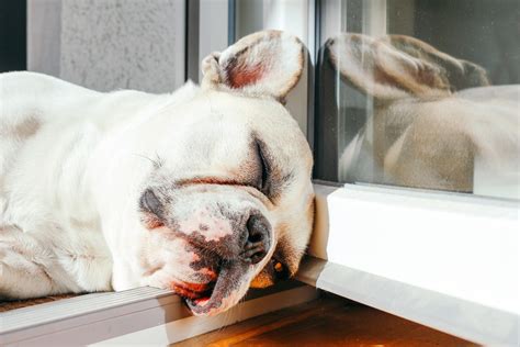 What to Do with a Lethargic Dog - Ollie Blog