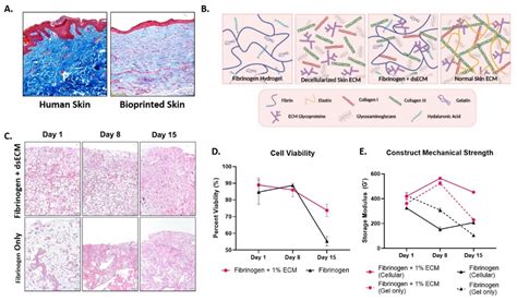 3D Bioprinting Skin Applications, Wound Healing - 3DHeals