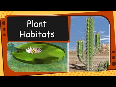 Science - Plant Habitat and adaptation - English - YouTube