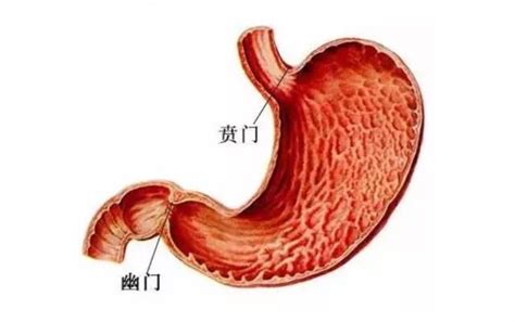 贲门,正常贲门图片,贲门图片(第2页)_大山谷图库