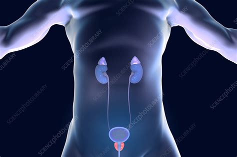 Prostate gland and urinary system, illustration - Stock Image - F021/1643 - Science Photo Library