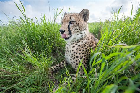 Cheetah Resting in Grass | Sean Crane Photography