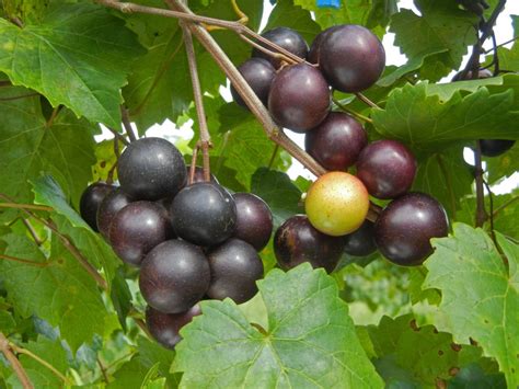 Ison's 15-1-1 Muscadine - General Fruit Growing - Growing Fruit