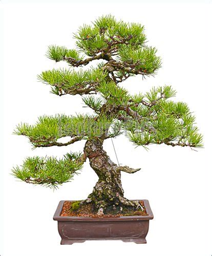 Japanese Black Pine Bonsai Tree Photo