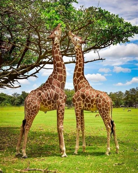 Liberia costa rica | Giraffe pictures, Animals wild, Wild animals pictures