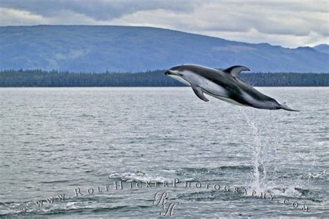 Pacific white sided dolphin jumping high in Queen Charlotte Sound off Northern Vancouver Island ...