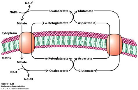 Shuttle System for Oxidation of Extra Mitochondrial NADH and MCQs with answer for GPAT, NEET PG ...