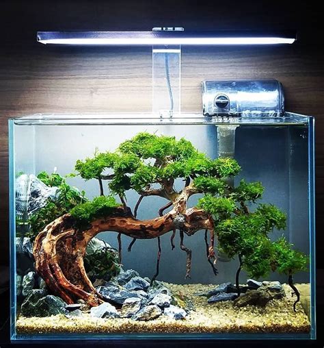 𝐀𝐪𝐮𝐚𝐬𝐜𝐚𝐩𝐞𝐍𝐋 on Instagram: “Beautiful bonsai scape! ————————————————————- 📷 All cr… | Freshwater ...