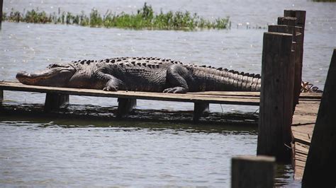 Alligators spotted at Lake Worth over Memorial Day Weekend | wfaa.com