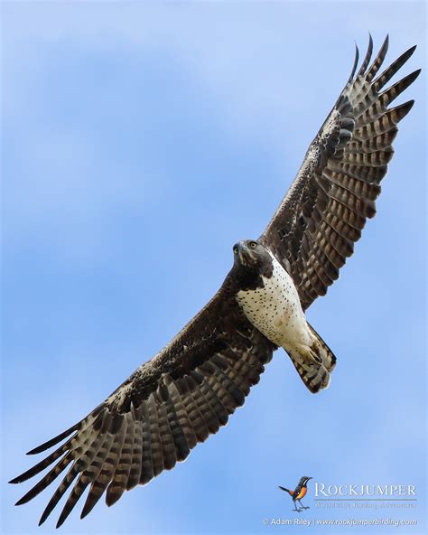 Martial Eagle In Flight