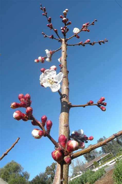 Apricot flowers becoming apricot fruit - Greg Alder's Yard Posts: Southern California food gardening