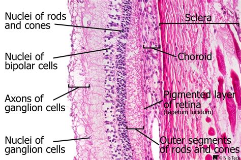 Histology of the retina | Tapetum lucidum, The retina, Segmentation