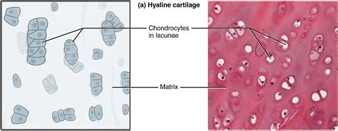 Fibrocartilage Diagram