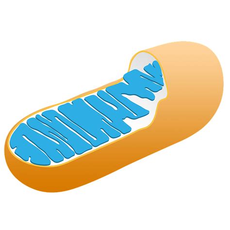 Mitochondria Cell Biology · Free image on Pixabay