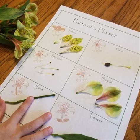 Flower Dissection Worksheet - Wonder-Filled Days