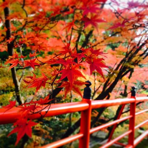 13 Japanese Autumn Leaves Viewing Spots That Are Beyond Beautiful